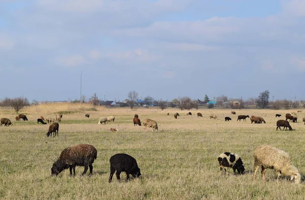 Ovce na pastvině — Stock fotografie