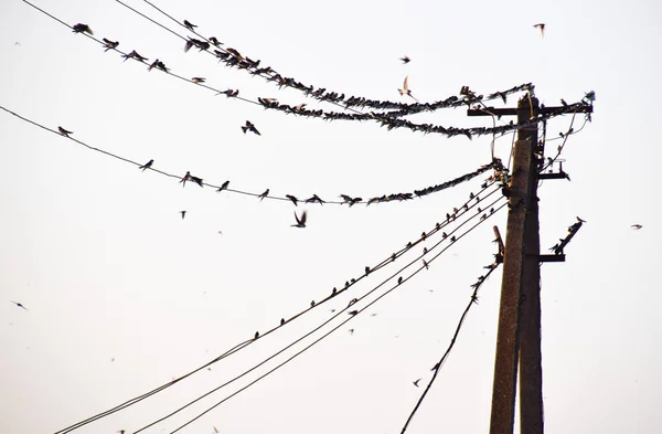 Siluetas de golondrinas en cables. al atardecer y las golondrinas —  Fotos de Stock