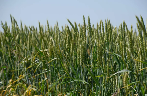 Espiguillas de trigo verde. Trigo en maduración en el campo . —  Fotos de Stock