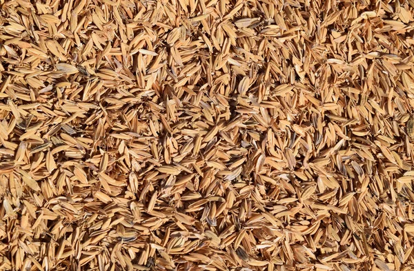 Rice peel. Background. — Stock Photo, Image