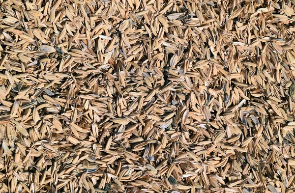 Cáscara de arroz. Contexto . — Foto de Stock