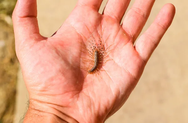 O apanhador de moscas. Scutigera Coleoptera está na palma da mão da pessoa. Apanhador de moscas centopeia, predador de insectos — Fotografia de Stock