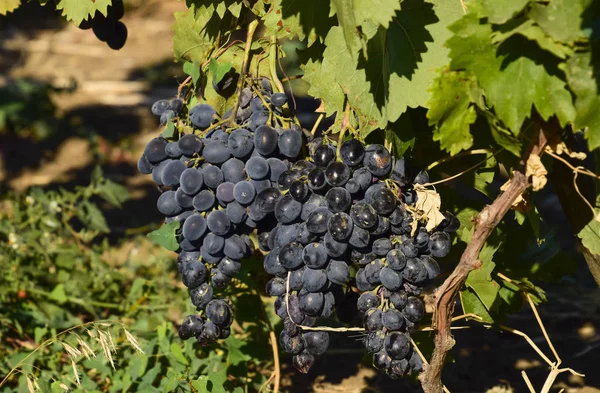 Los huertos de uva. Cultivo de uvas de vinificación en el Mar de Azov — Foto de Stock