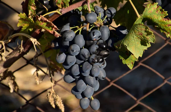 Los huertos de uva. Cultivo de uvas de vinificación en el Mar de Azov — Foto de Stock