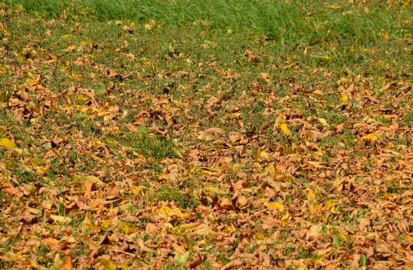 Las hojas son amarillas en el suelo. Otoño hoja caída —  Fotos de Stock