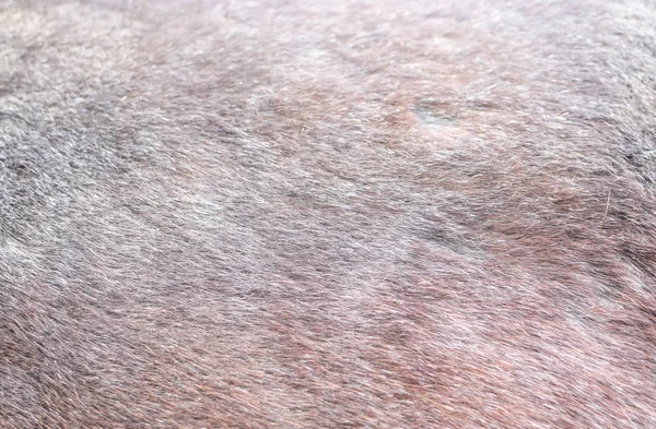 Atların derisi yakından. Kahverengi at. — Stok fotoğraf