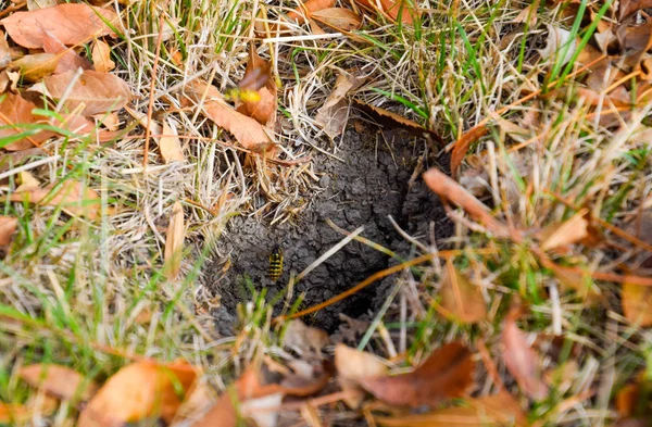 Wespen, vliegen naar hun nest. Mink met een aspen nest. Underground — Stockfoto