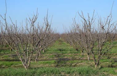 Kış genç bahçesi
