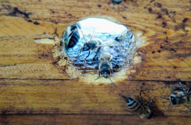 Bir arı kovanı, bir görünüm içinden. Arı-kulübe. Bal arısı. Kovan girişi.