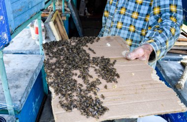 Karton bir çarşaf üzerindeki arıların büyük bir sıkışıklığı. Arı sürüsü. Bal arısı.