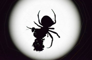 Arka plan ay Araneus örümcek