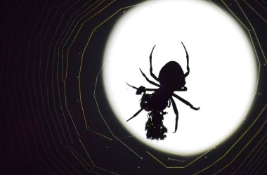 Arka plan ay Araneus örümcek