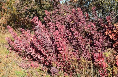 Sonbahar renk yaprakları cotinus coggygria.