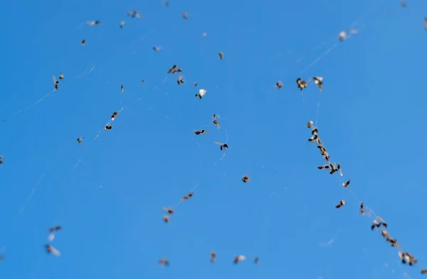 Geflügelte Ameisen im Netz. gefangen von einem Ameisennetz. — Stockfoto