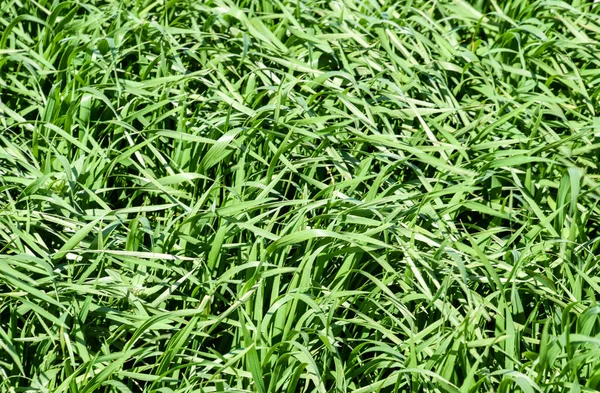 田野上的幼麦绿, 草的背景质地. — 图库照片