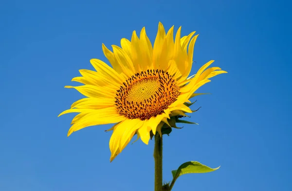 Un girasol en flor contra un cielo azul y el sol . —  Fotos de Stock