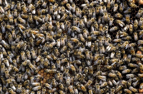 Egy sűrű méhrajt a fészekben. Dolgozó méhek, drónok és méh egy méhrajban. Méhecske. Rovarok felhalmozódása. — Stock Fotó