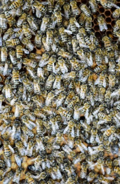 Ένα πυκνό σμήνος μελισσών στη φωλιά. Εργάσιμες μέλισσες, κηφήνες και μήτρα σε σμήνος μελισσών. Μέλισσα. Συσσώρευση εντόμων. — Φωτογραφία Αρχείου