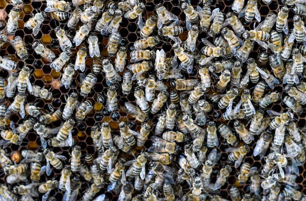 A dense cluster of swarms of bees in the nest. Working bees, drones and uterus in a swarm of bees. Honey bee. Accumulation of insects.