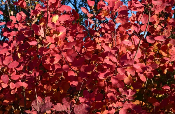 Foglie di colore autunnale di cotinus coggygria . — Foto Stock