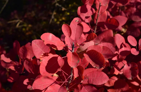 Sonbahar renk yaprakları cotinus coggygria. — Stok fotoğraf