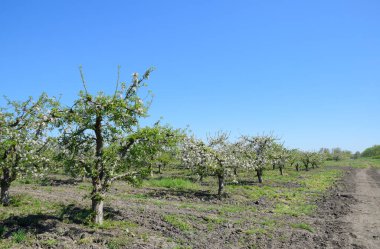 Çiçek açan elma bahçesi. Elma bahçesi yetişkin ağaçlar çiçek.