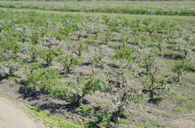 Çiçek açan elma bahçesi. Elma bahçesi yetişkin ağaçlar çiçek. Meyve bahçesi