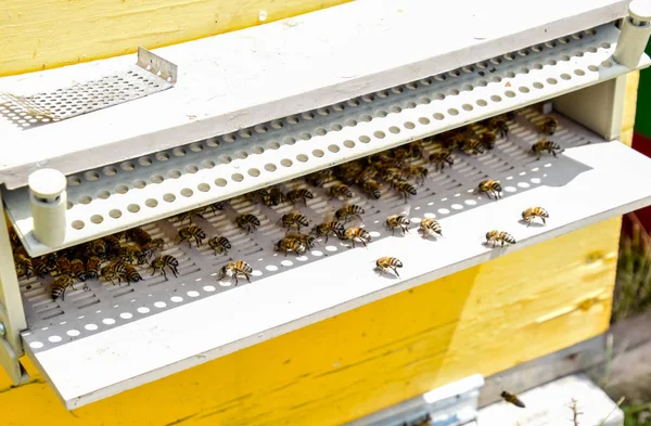 Bees fly at the entrance to the hive. Tray of the hive. Hole entrance to the hive.