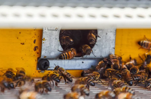 Las abejas vuelan a la entrada de la colmena. Bandeja de la colmena. Entrada del agujero a la colmena . —  Fotos de Stock