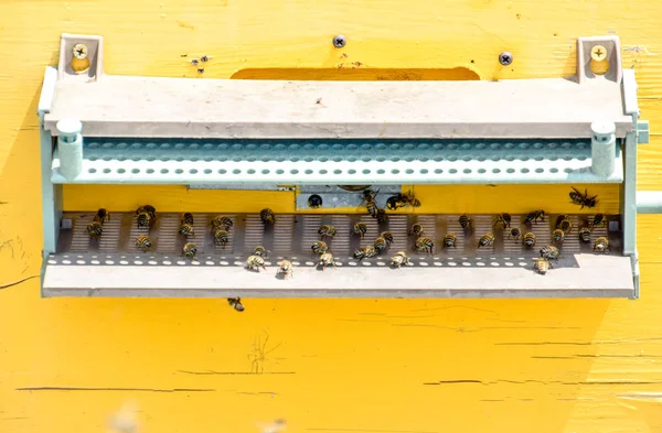 Las abejas vuelan a la entrada de la colmena. Bandeja de la colmena. Entrada del agujero a la colmena . —  Fotos de Stock