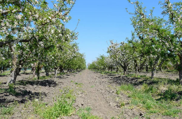 Çiçek açan elma bahçesi. Elma bahçesi yetişkin ağaçlar çiçek. Meyve bahçesi