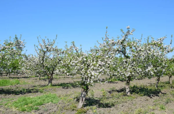 Un verger de pommiers en fleurs. Des arbres adultes fleurissent dans le verger de pommiers . — Photo