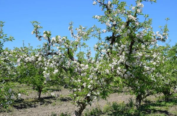 Huerto de manzanas floreciente. Los árboles adultos florecen en el huerto de manzanas . — Foto de Stock