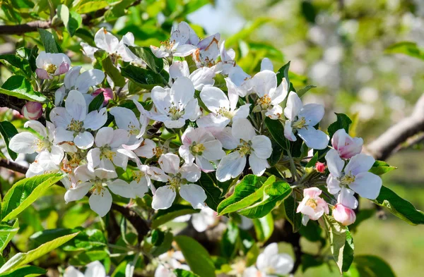 Huerto de manzanas floreciente. Los árboles adultos florecen en el huerto de manzanas. Jardín de frutas —  Fotos de Stock