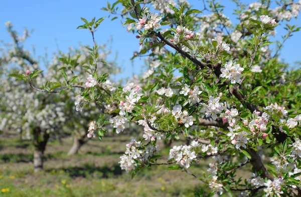 Huerto de manzanas floreciente. Los árboles adultos florecen en el huerto de manzanas. Jardín de frutas — Foto de Stock