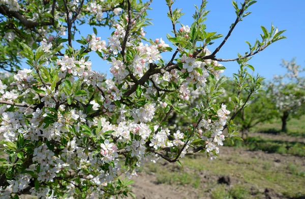 Цветущий яблоневый сад. Взрослые деревья цветут в яблоневом саду . — стоковое фото