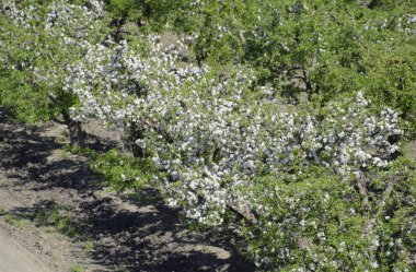 Çiçek açan elma bahçesi. Elma bahçesi yetişkin ağaçlar çiçek. Meyve bahçesi