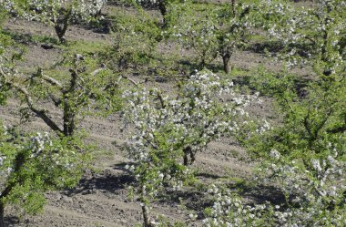 Çiçek açan elma bahçesi. Elma bahçesi yetişkin ağaçlar çiçek. Meyve bahçesi