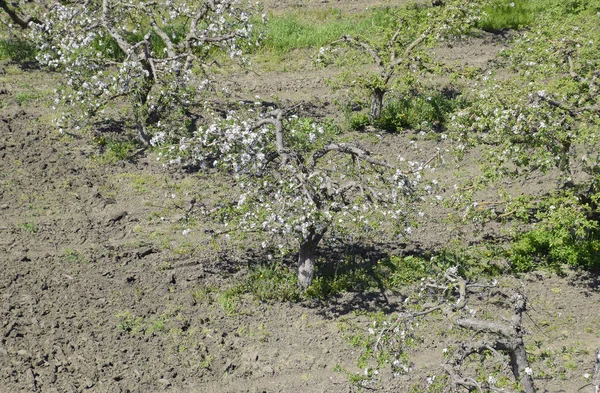 Çiçek açan elma bahçesi. Elma bahçesi yetişkin ağaçlar çiçek. Meyve bahçesi