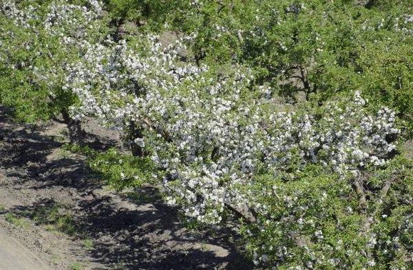 Çiçek açan elma bahçesi. Elma bahçesi yetişkin ağaçlar çiçek. Meyve bahçesi