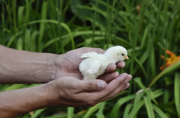Tavuk elinde. Küçük yeni doğmuş civcivler erkeğin ellerinde — Stok fotoğraf