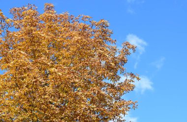 Güzel Renkli Sonbahar Yaprakları Koleksiyonu