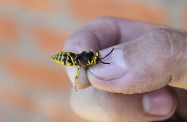 Parmaklarında ortak WASP