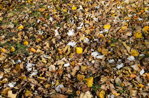 Güzel Renkli Sonbahar Yaprakları Koleksiyonu — Stok fotoğraf