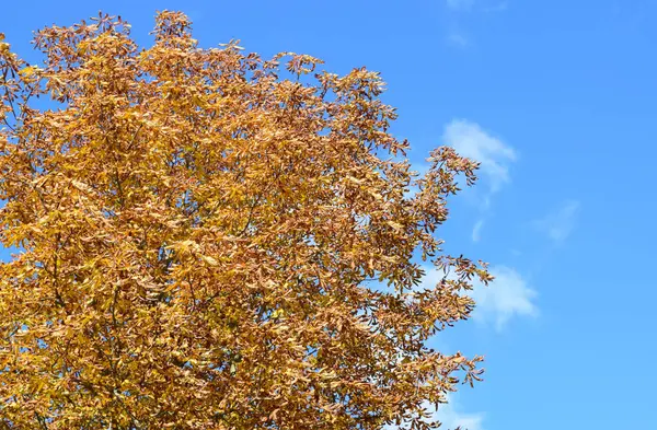 Colección de hermosas hojas coloridas de otoño — Foto de Stock