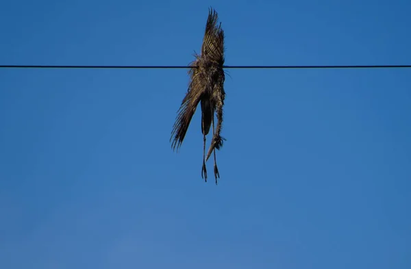 Toter Vogel auf dem Draht. ein elektrischer Vogel, der durch einen elektrischen Strom getötet wird. — Stockfoto