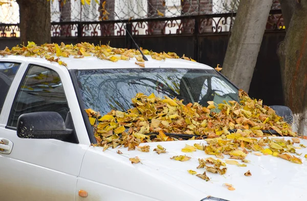 Arabadaki sarı yapraklar kuru. Sonbahar yaprak Güz — Stok fotoğraf