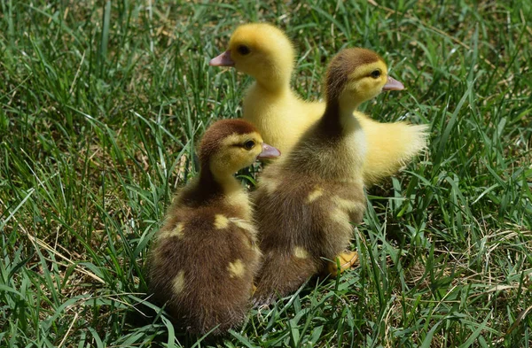 Entchen einer Moschusente — Stockfoto