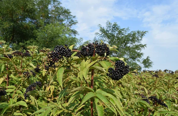 The elder berries — Stock Photo, Image