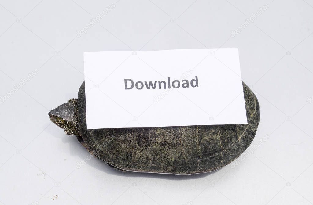 Download. A bad internet symbol. Low download speed. Slow internet. Ordinary river tortoise of temperate latitudes. The tortoise is an ancient reptile.